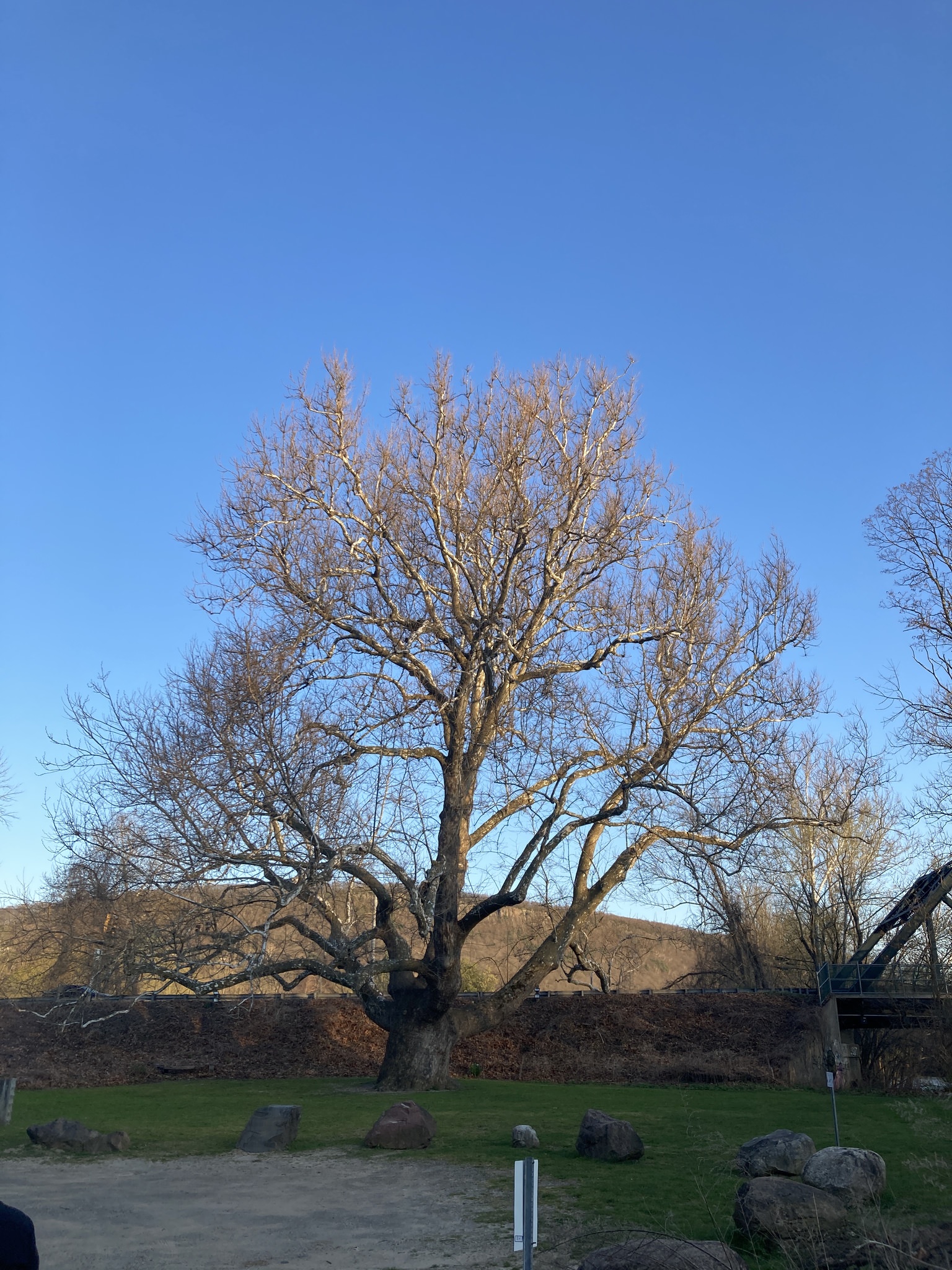 Platanus occidentalis